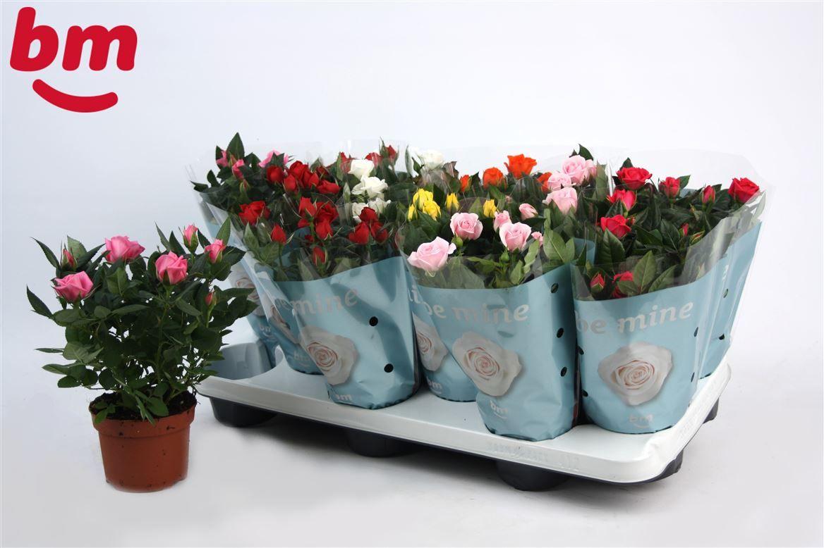 Горшечные цветы и растения оптом Rosa Beau Monde Mix от 12шт из Голландии с доставкой по России