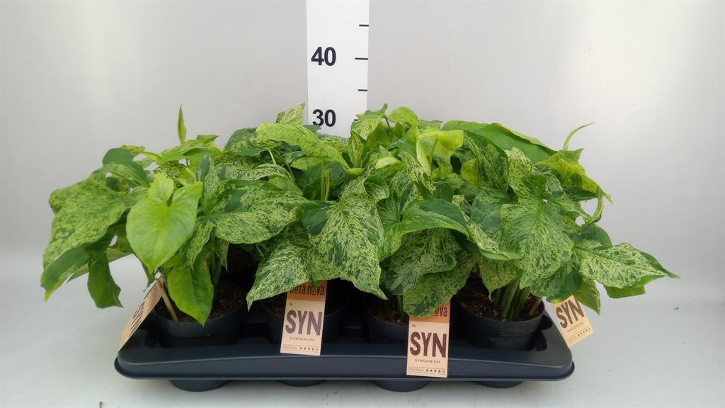 Горшечные цветы и растения оптом Syngonium Podop. mottled от 8шт из Голландии с доставкой по России