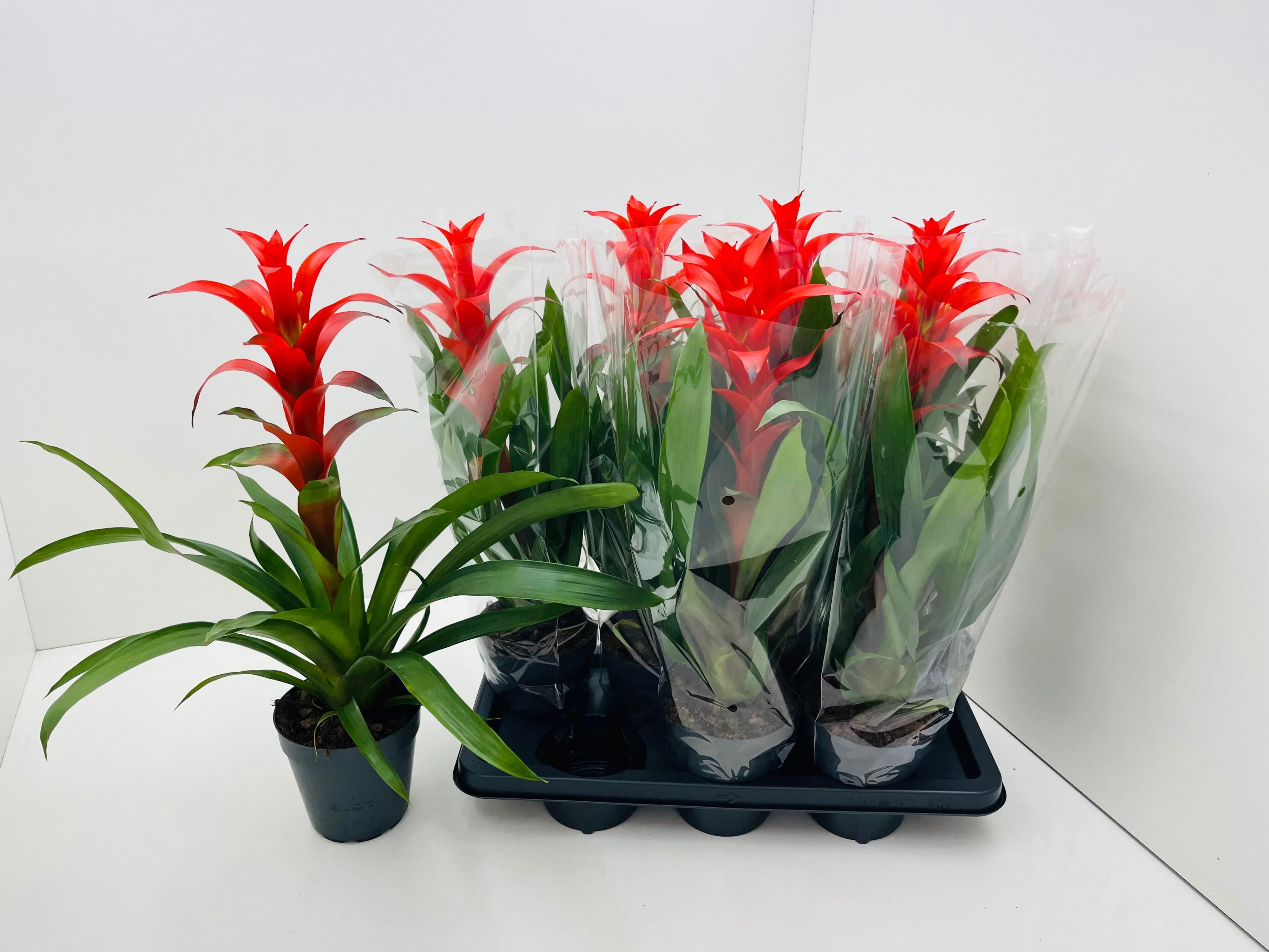 Горшечные цветы и растения оптом Guzm Allura от 7шт из Голландии с доставкой по России