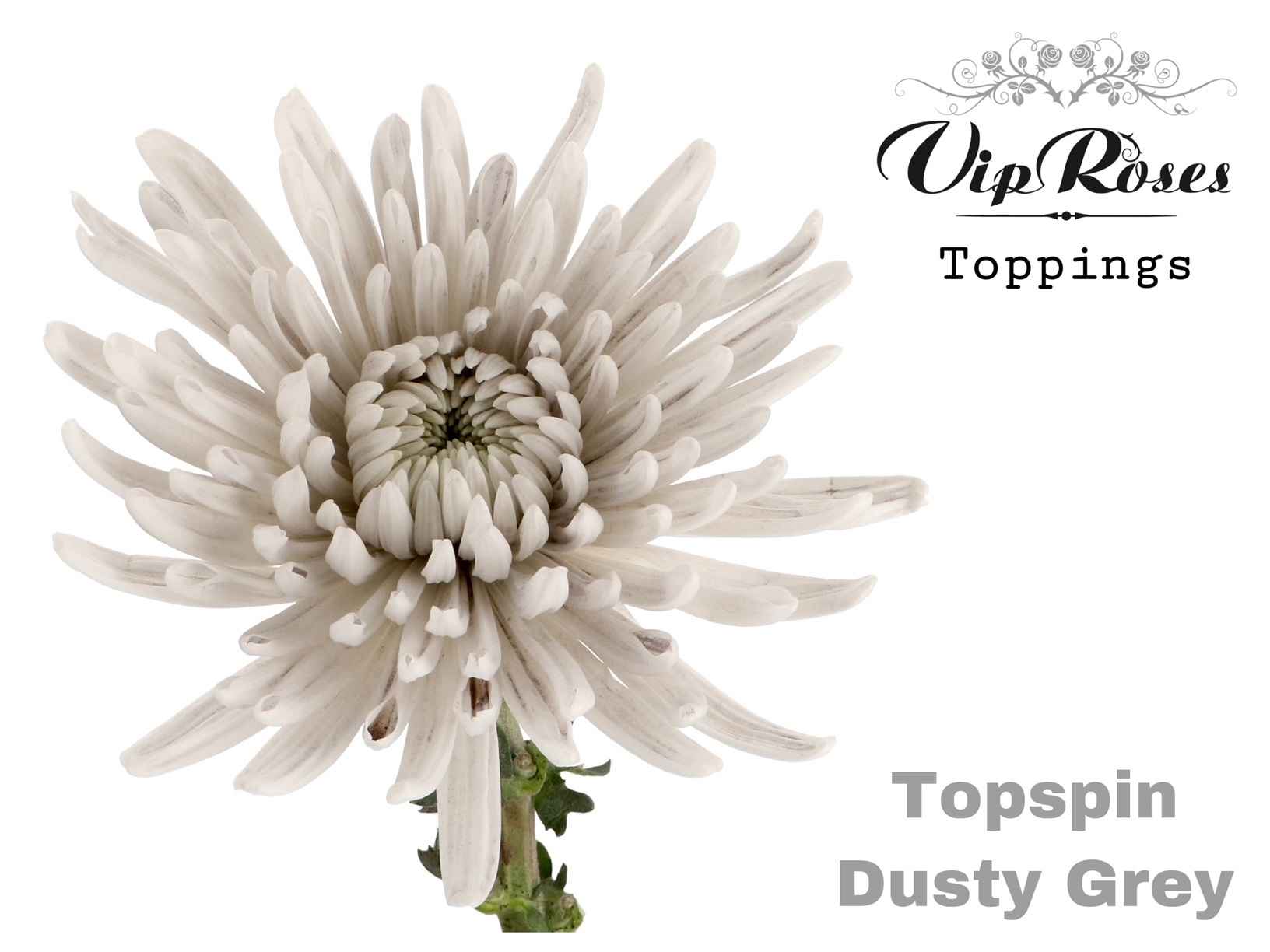 Срезанные цветы оптом Chrys bl paint topspin dusty grey от 20шт из Голландии с доставкой по России