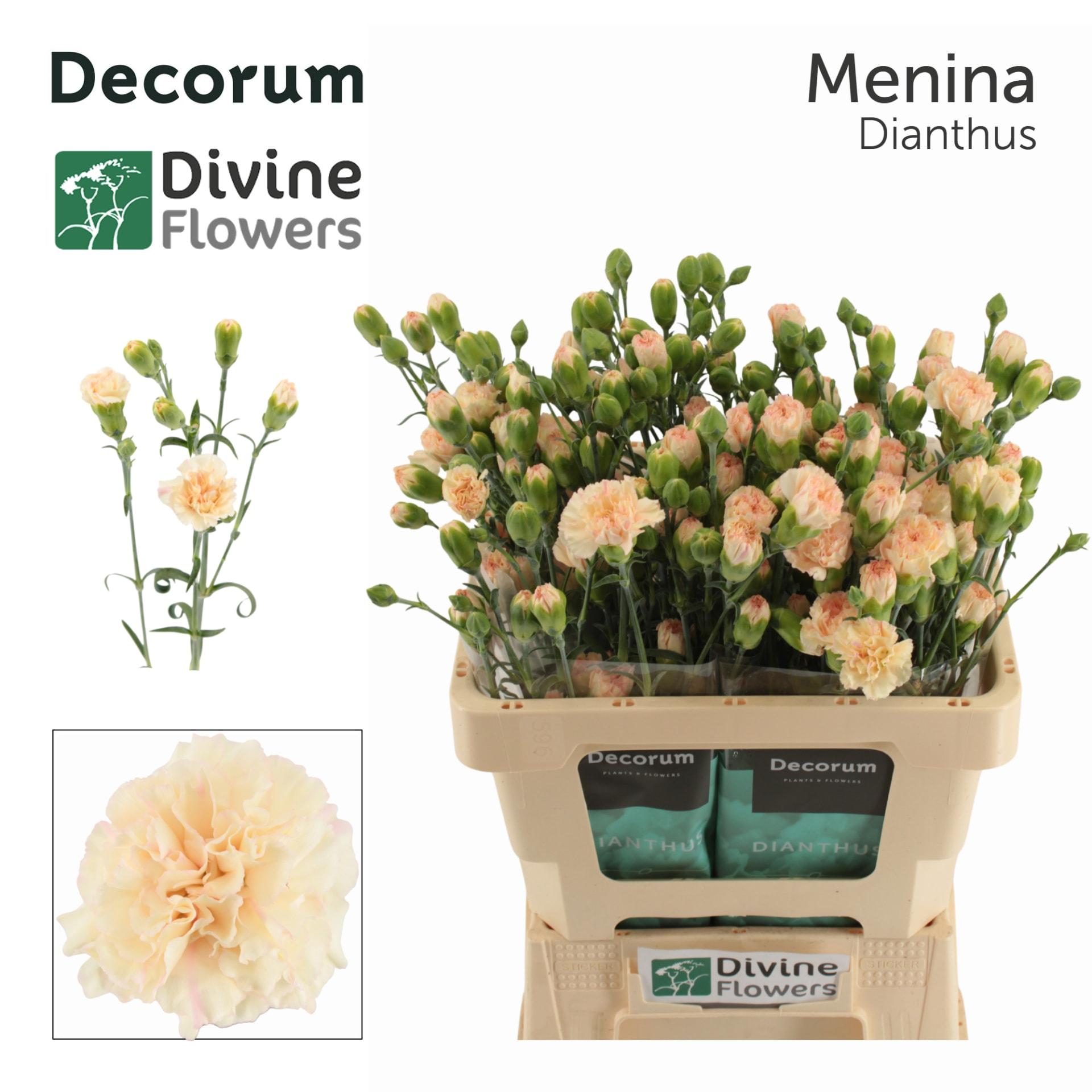 Срезанные цветы оптом Dianthus sp menina от 60шт из Голландии с доставкой по России