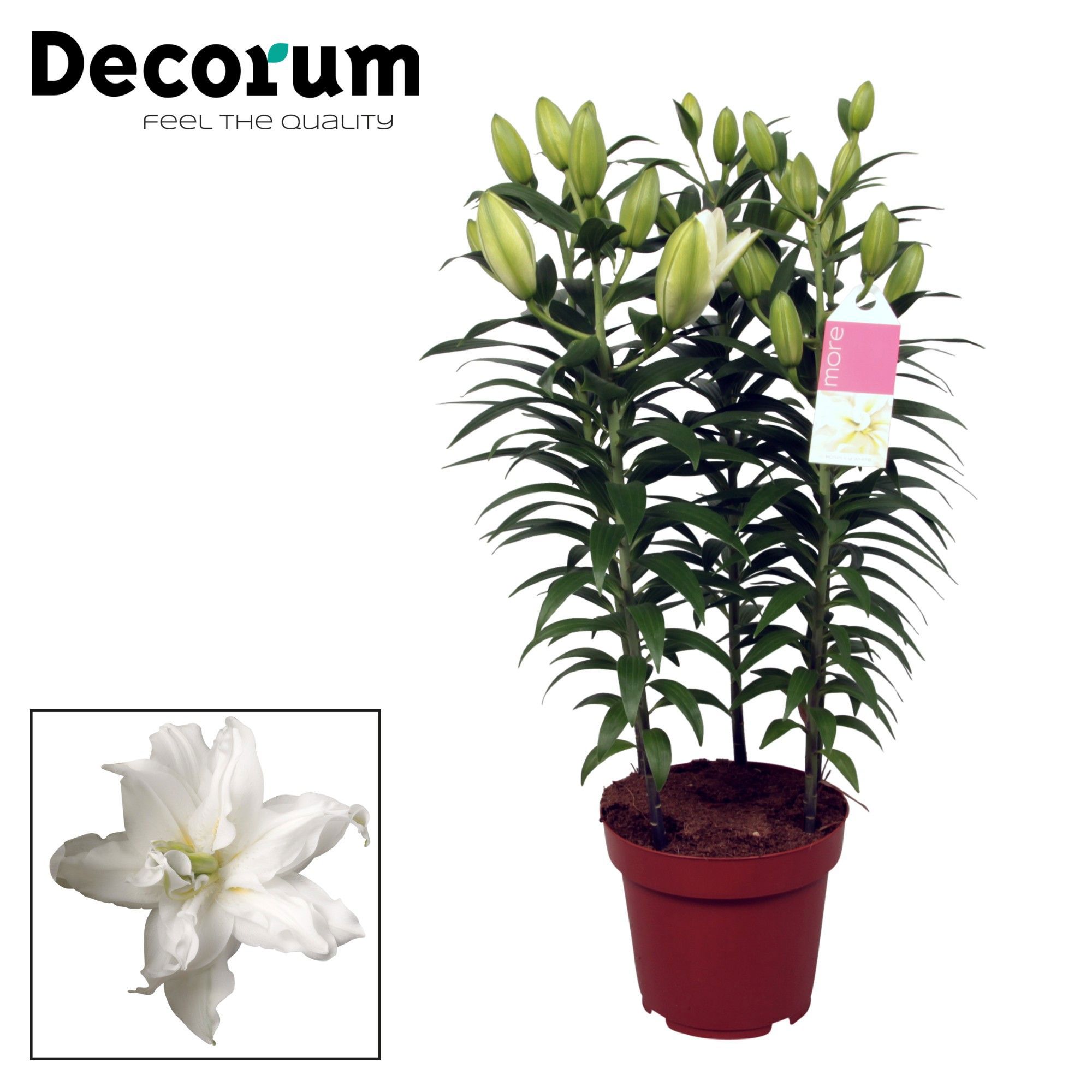 Горшечные цветы и растения оптом Lilium Or Roselily Zeta 5pp (decorum) от 5шт из Голландии с доставкой по России