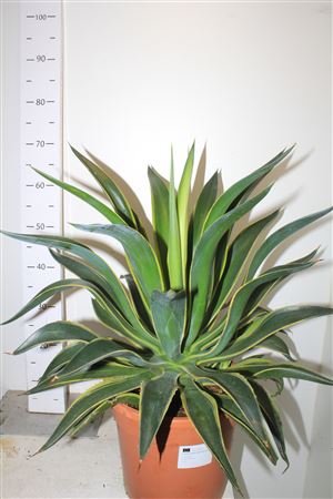 Горшечные цветы и растения оптом Agave Desmentiana Variegata от 1шт из Голландии с доставкой по России