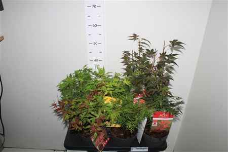 Горшечные цветы и растения оптом Acer Palmatum от 6шт из Голландии с доставкой по России