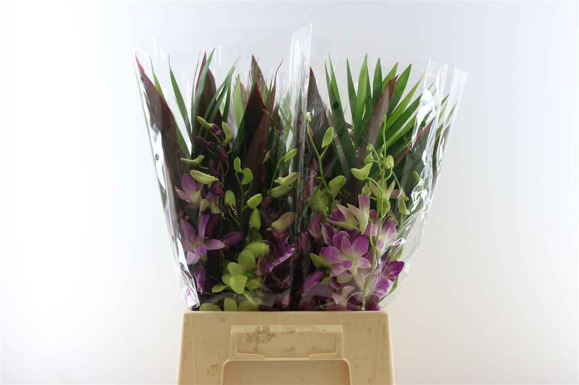 Срезанные цветы оптом Dendrobium bq mix in (p-bunch) от 5шт из Голландии с доставкой по России