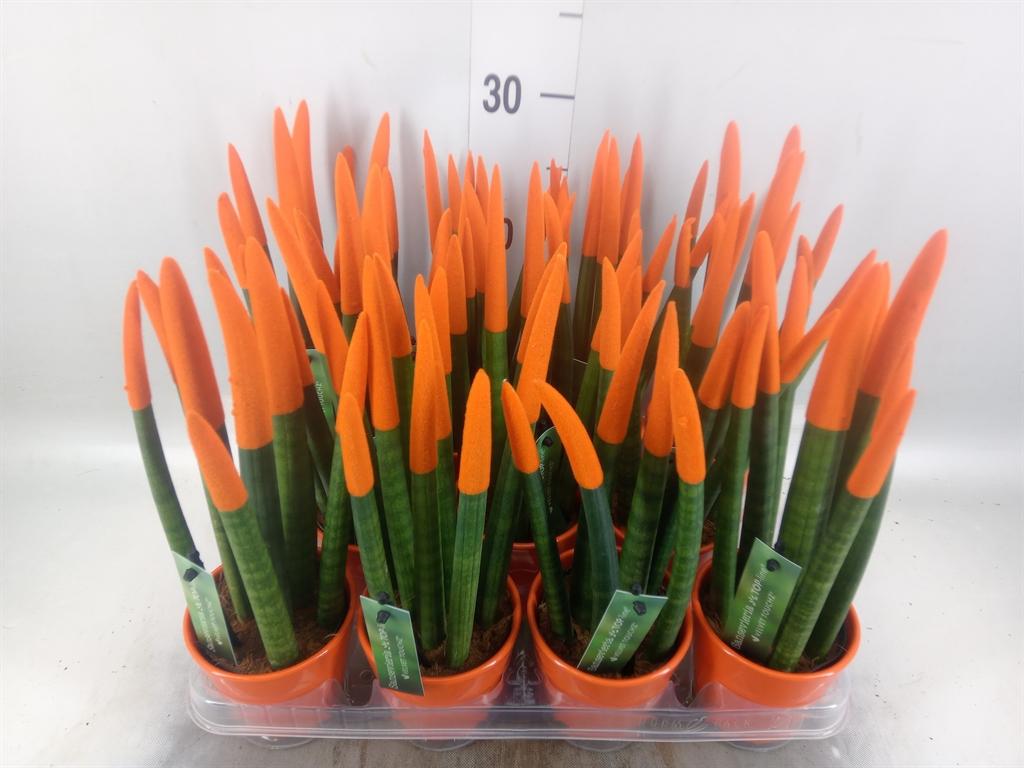 Горшечные цветы и растения оптом Sansevieria Cyl.  ... от 11шт (для телеги) из Голландии с доставкой по России
