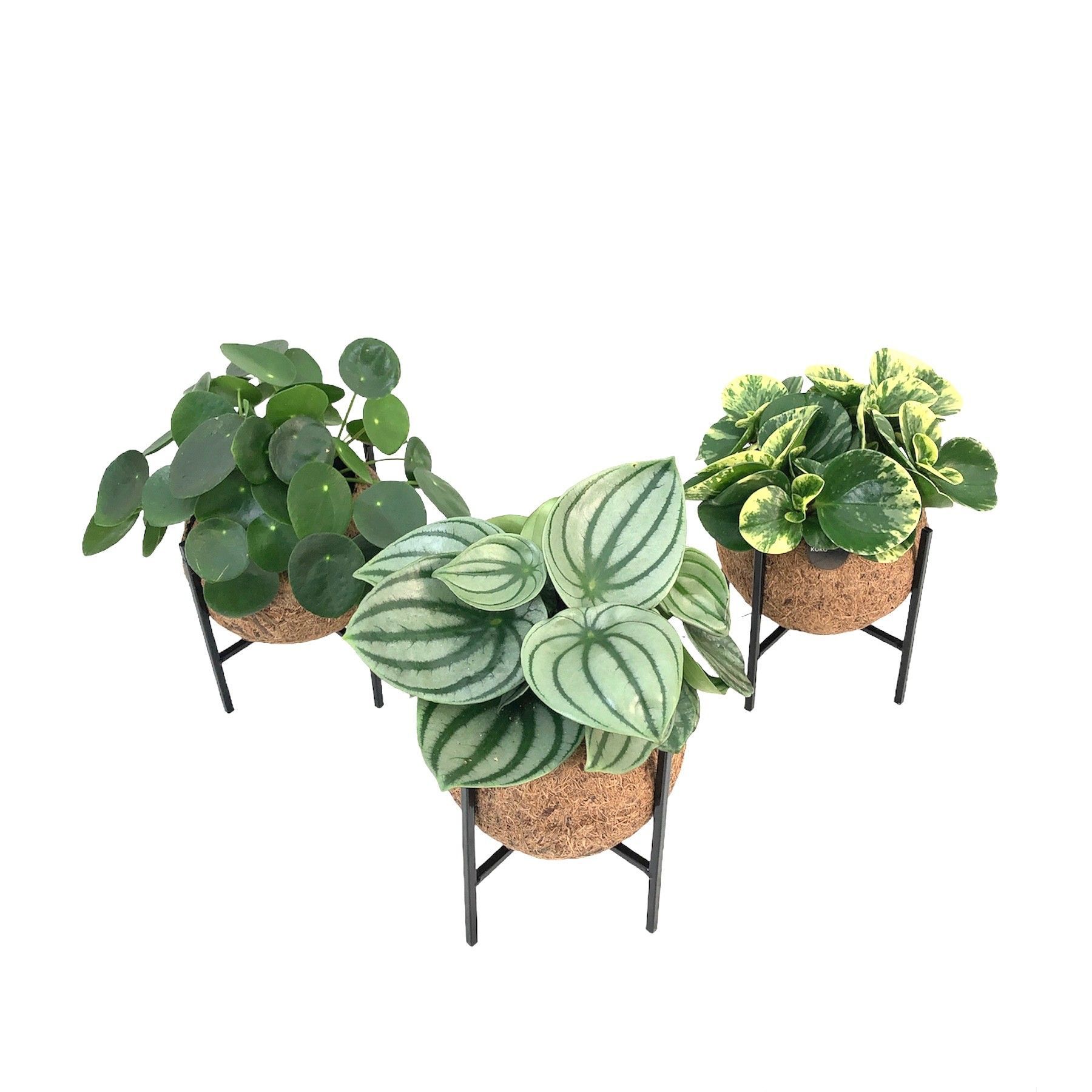 Горшечные цветы и растения оптом Kamerpl Gem Gr 3 Srt от 8шт из Голландии с доставкой по России