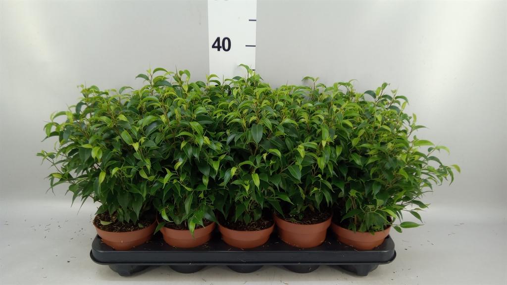 Горшечные цветы и растения оптом Ficus Benja. natasja от 10шт из Голландии с доставкой по России