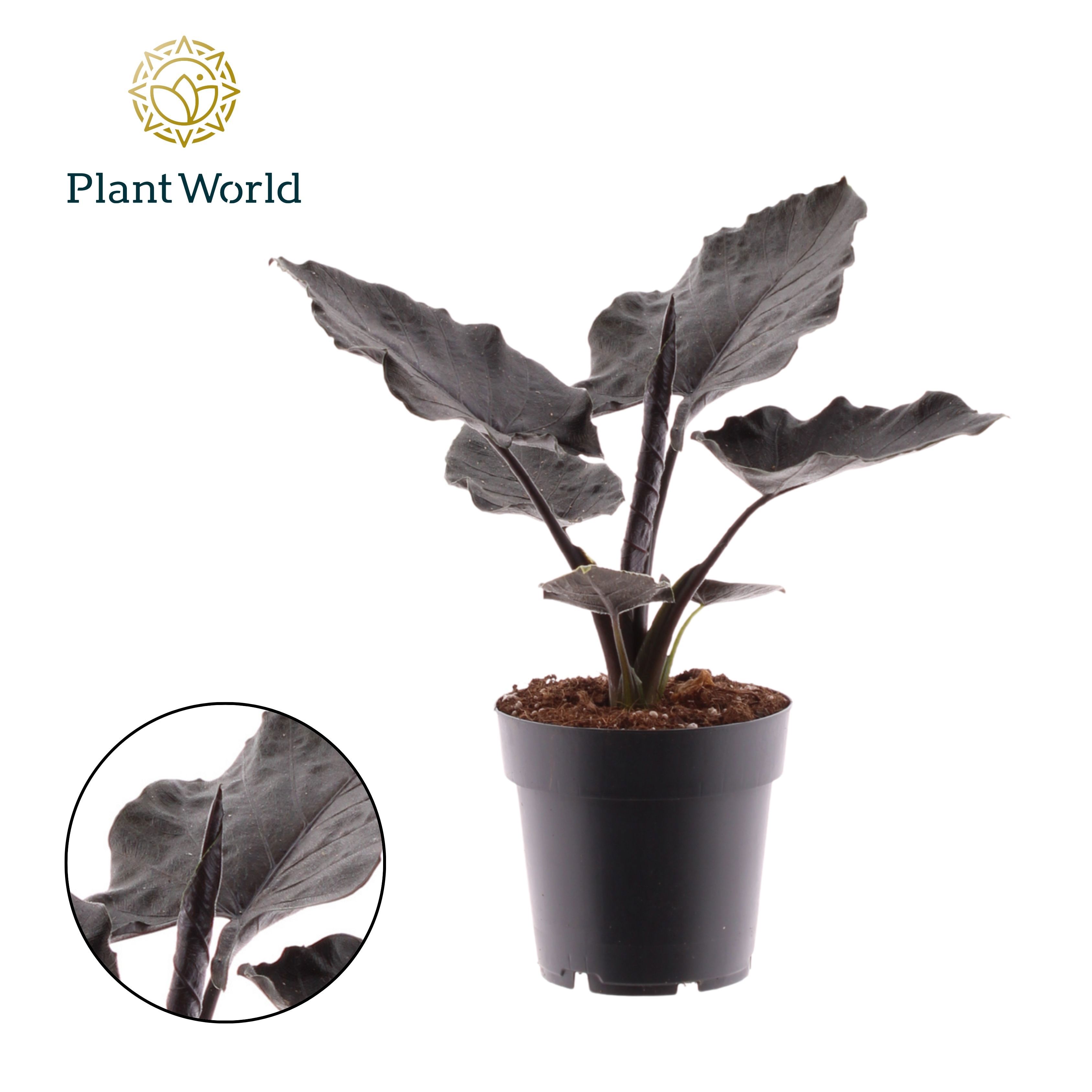Горшечные цветы и растения оптом Alocasia Antoro Velvet от 7шт (для телеги) из Голландии с доставкой по России