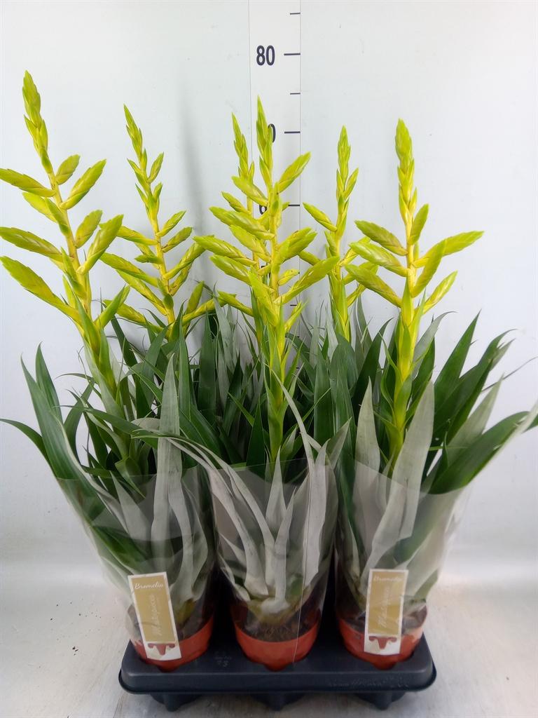 Горшечные цветы и растения оптом Tillandsia Oerstediana от 6шт из Голландии с доставкой по России