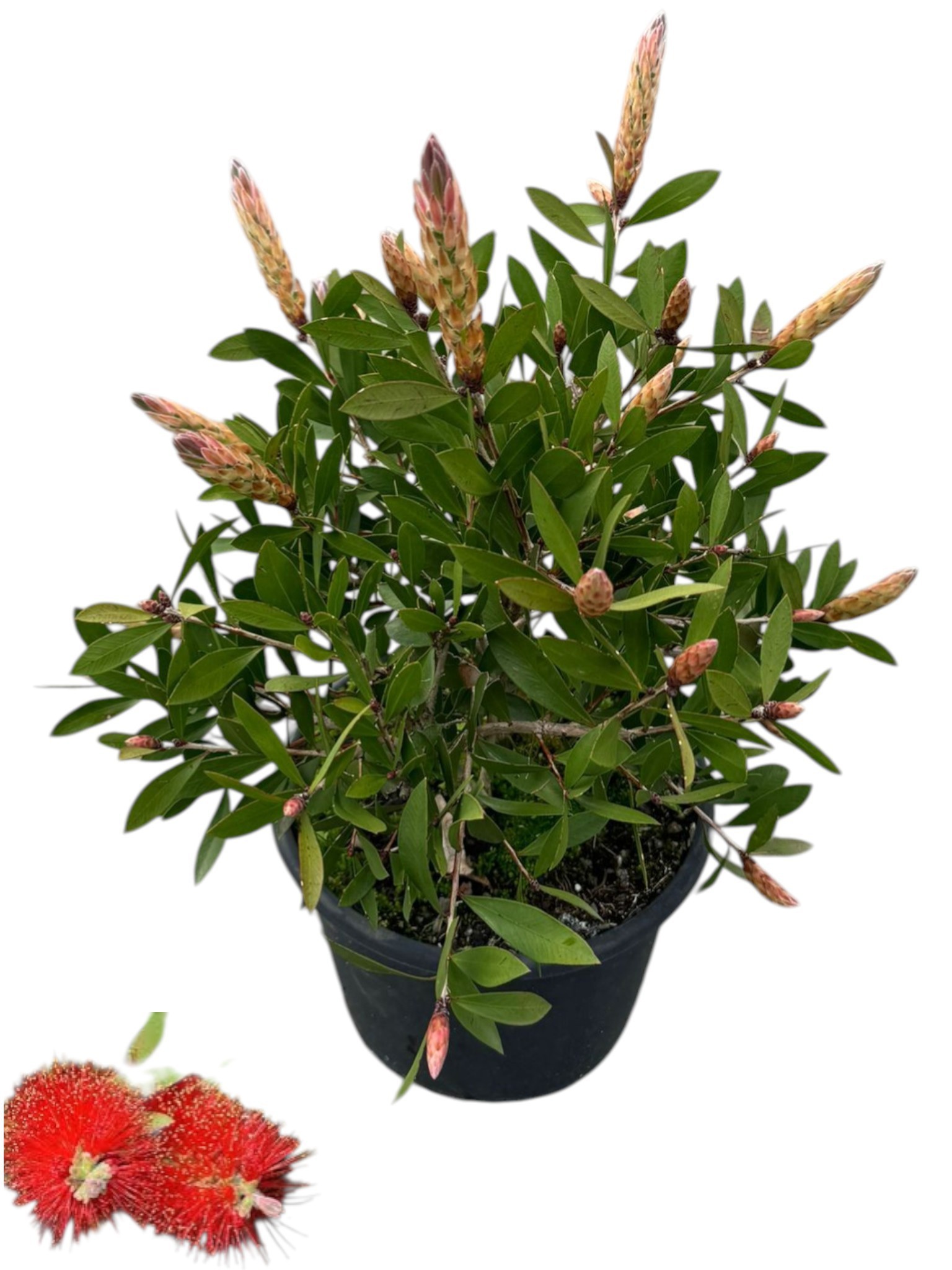 Горшечные цветы и растения оптом Callistemon Citrinus Splendens от 3шт из Голландии с доставкой по России
