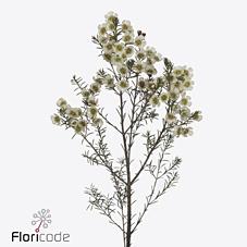 Срезанные цветы оптом Chamelaucium gil от 50шт из Голландии с доставкой по России