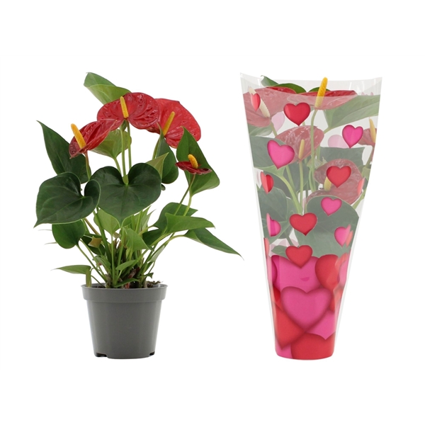 Горшечные цветы и растения оптом Anth An Success Red 2+ Heart Sleeve Lilly от 12шт (для телеги) из Голландии с доставкой по России Горшечные цветы и растения оптом Anth An Success Red 2+ Heart Sleeve Lilly от 12шт (для телеги) из Голландии с доставкой по России