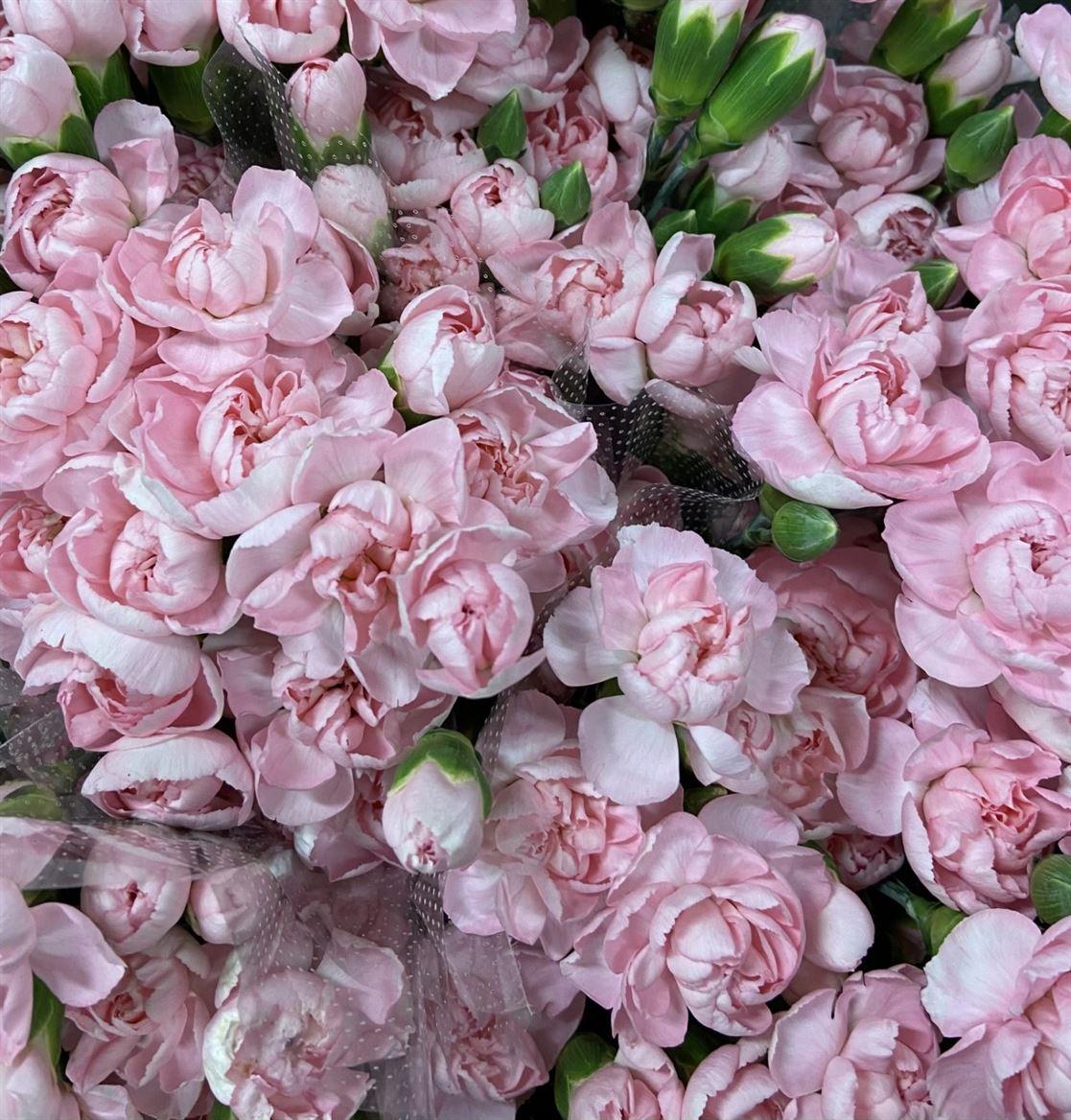 Срезанные цветы оптом Chamelaucium paint pink light от 100шт из Голландии с доставкой по России