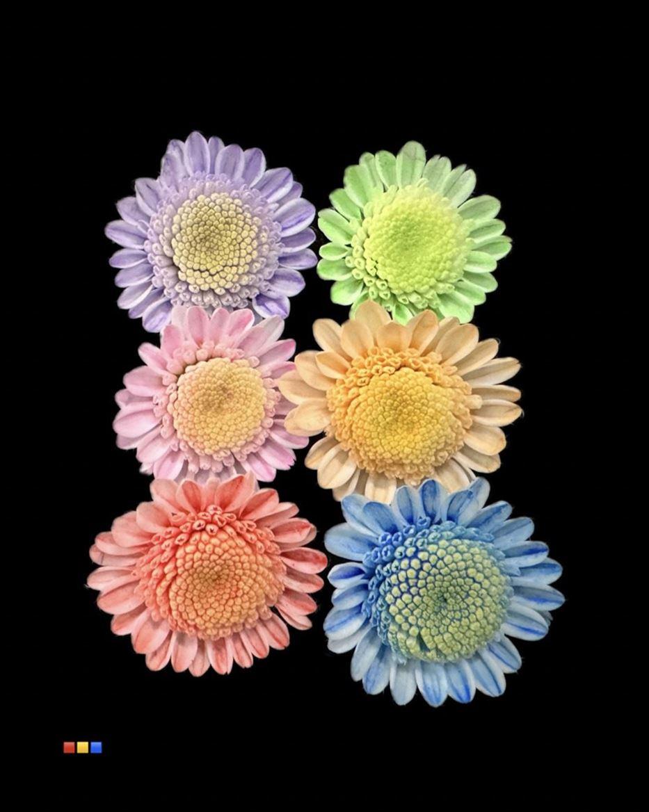 Срезанные цветы оптом Chrys sp paint stallion dusty mix 6 colours от 60шт из Голландии с доставкой по России