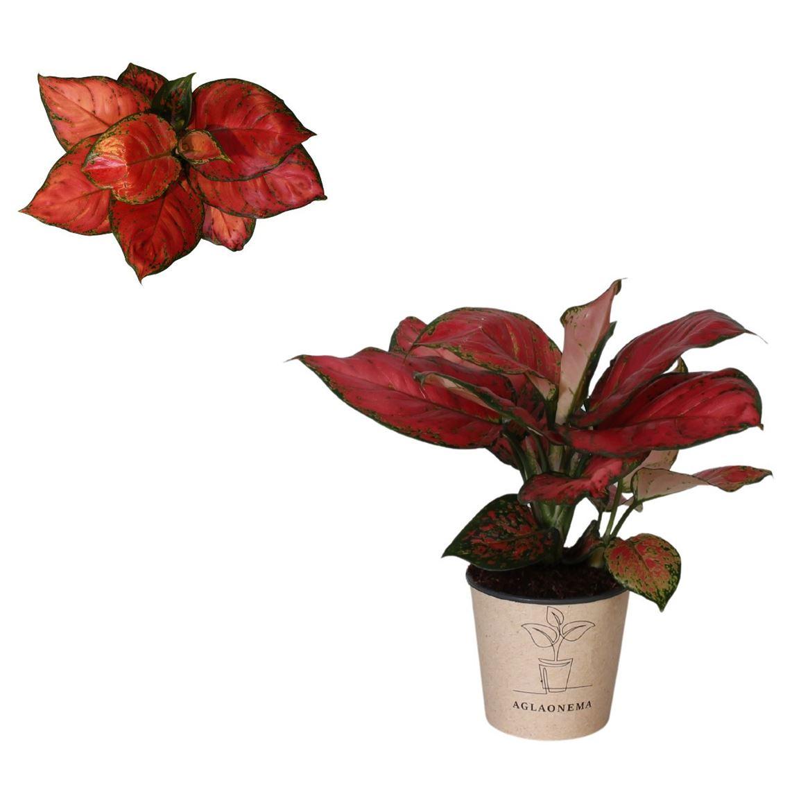 Горшечные цветы и растения оптом Aglaonema Beauty Red от 4шт из Голландии с доставкой по России