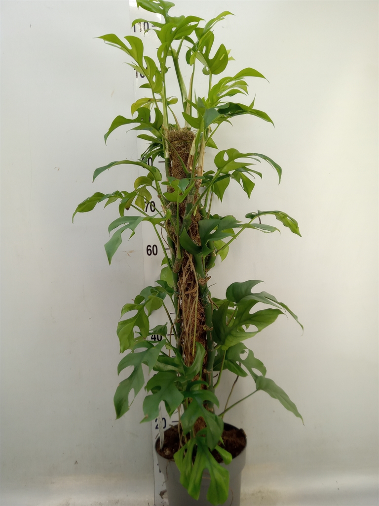Горшечные цветы и растения оптом Philodendron   ... от 3шт из Голландии с доставкой по России