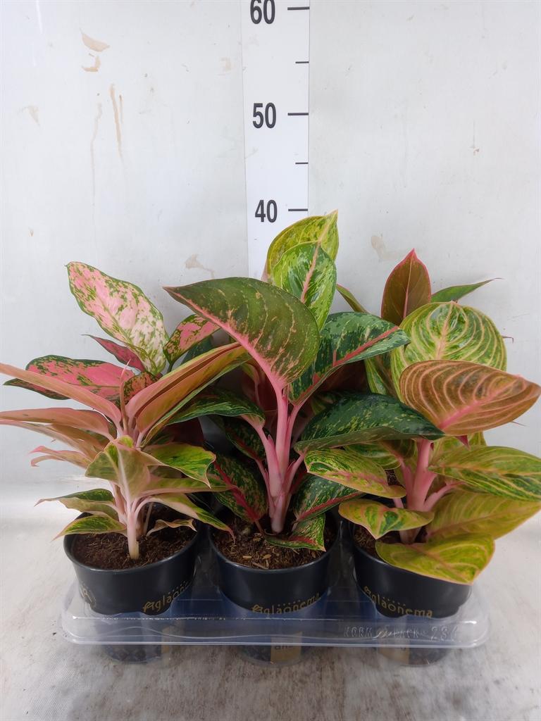 Горшечные цветы и растения оптом Aglaonema   ... от 6шт из Голландии с доставкой по России