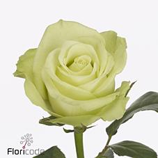 Срезанные цветы оптом Rosa large noelle! от 60шт из Голландии с доставкой по России