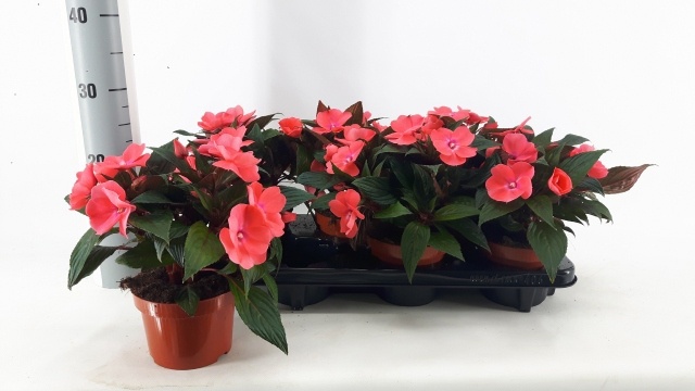 Горшечные цветы и растения оптом Impat Ng Ta Li Pink от 6шт из Голландии с доставкой по России