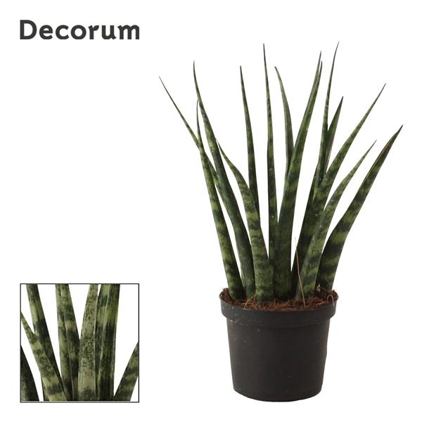 Горшечные цветы и растения оптом Sansevieria Fernwood  (decorum) от 18шт (для телеги) из Голландии с доставкой по России