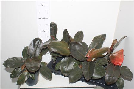 Горшечные цветы и растения оптом Philodendron Black Cardinal от 8шт из Голландии с доставкой по России