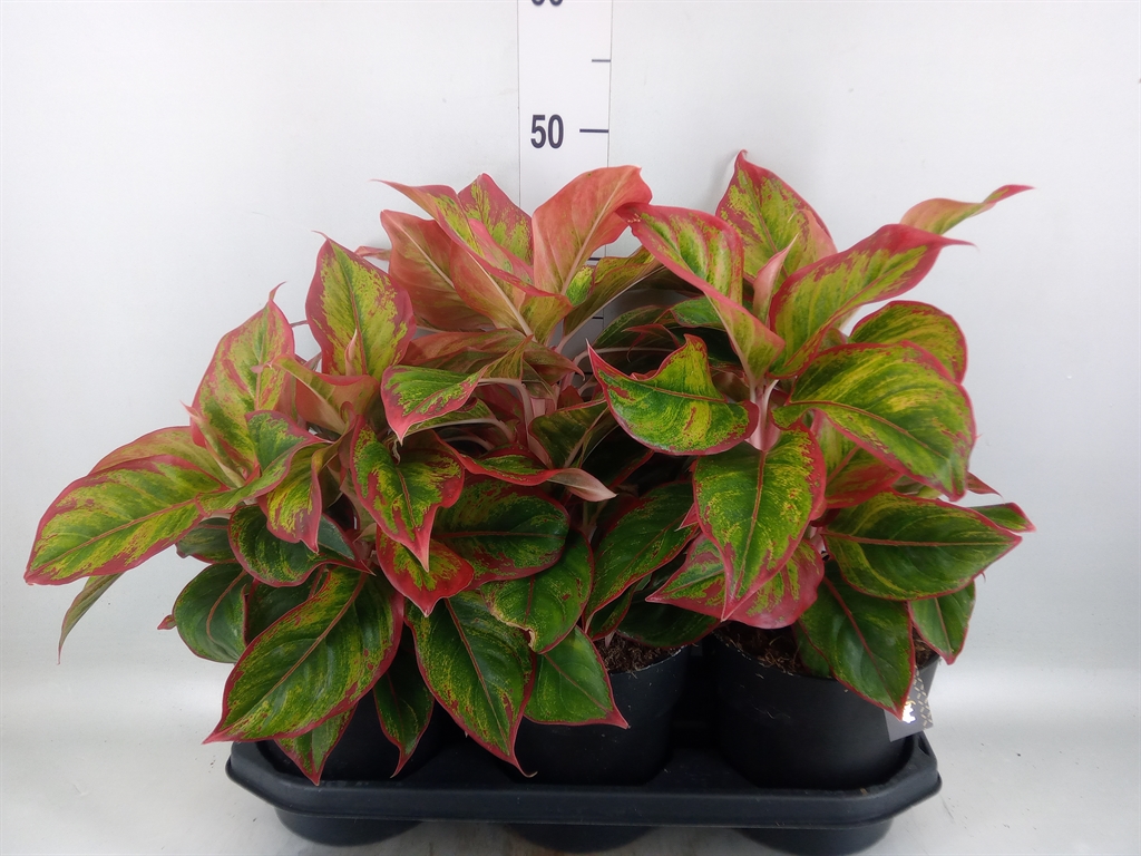 Горшечные цветы и растения оптом Aglaonema   ... от 3шт из Голландии с доставкой по России