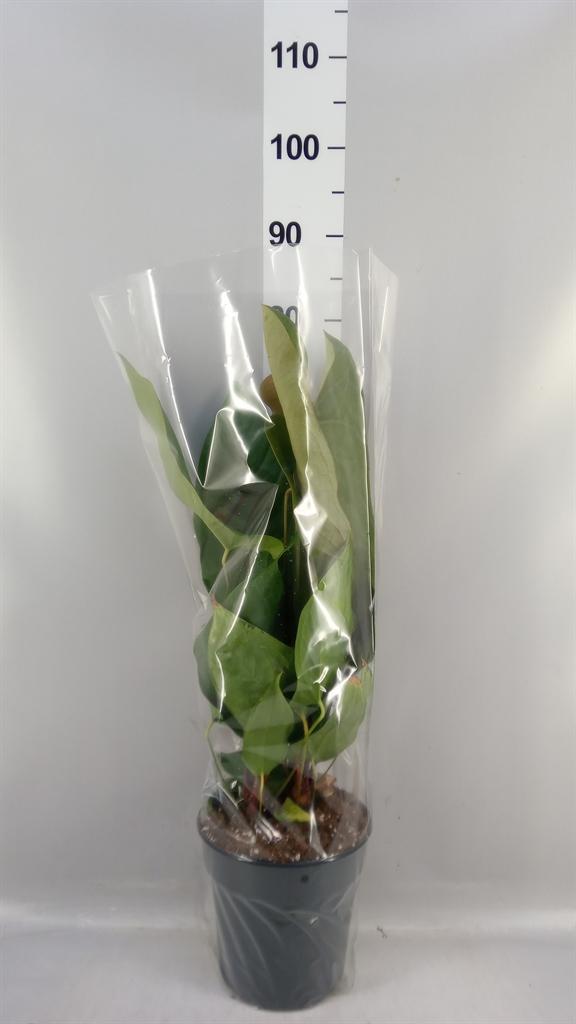 Горшечные цветы и растения оптом Anthurium ... от 1шт из Голландии с доставкой по России