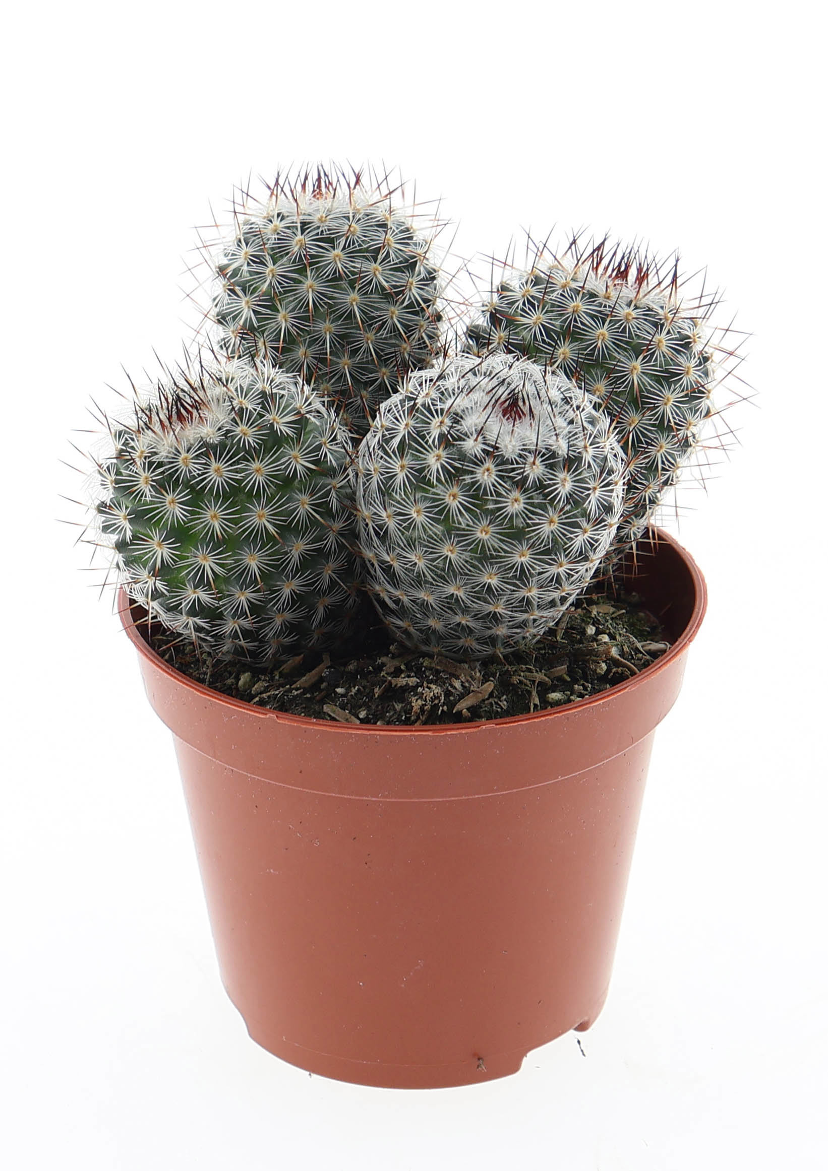 Горшечные цветы и растения оптом Mammillaria Elegans от 12шт (для телеги) из Голландии с доставкой по России