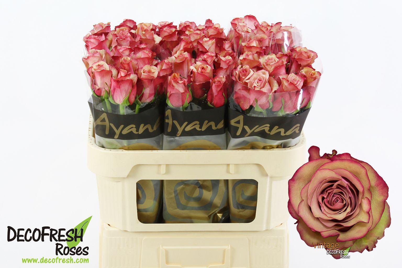 Срезанные цветы оптом Rosa large vintage от 60шт. из Голландии с доставкой по России