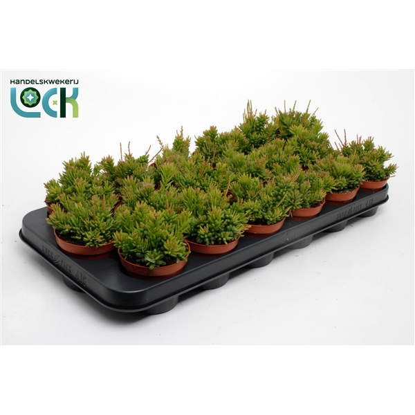 Горшечные цветы и растения оптом Rhipsalis Mesembryanthemoides от 18шт (для телеги) из Голландии с доставкой по России