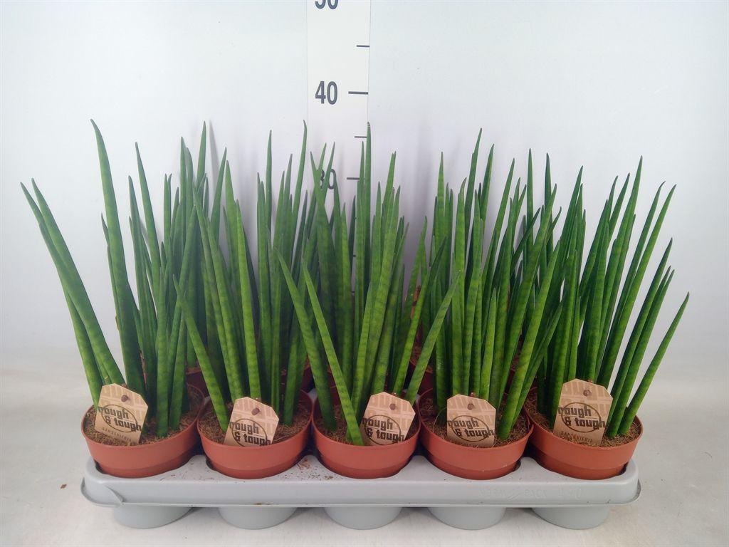 Горшечные цветы и растения оптом Sansevieria Bacularis от 10шт из Голландии с доставкой по России