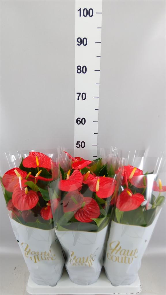 Горшечные цветы и растения оптом Anthurium Andr. esudo от 6шт из Голландии с доставкой по России