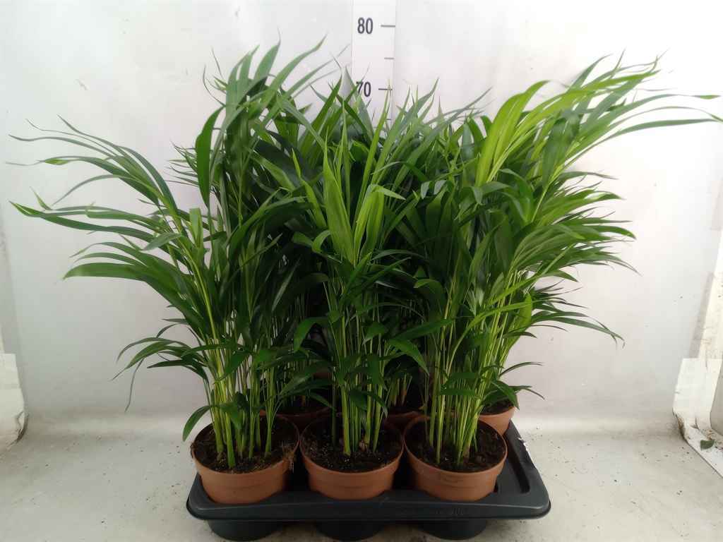 Горшечные цветы и растения оптом Dypsis Lutescens   ...chrysalidoca от 6шт из Голландии с доставкой по России