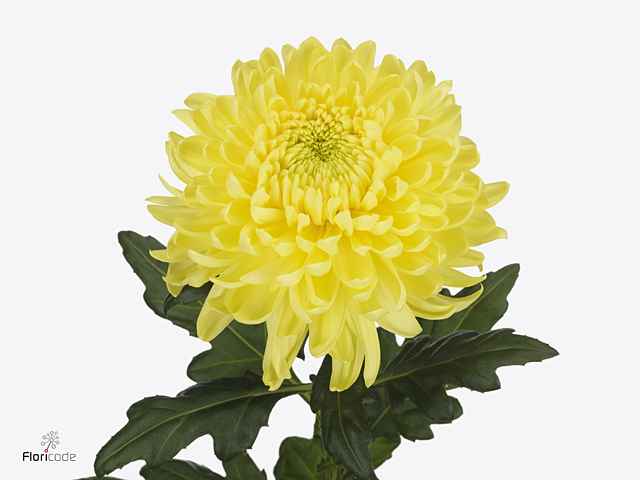 Срезанные цветы оптом Chrys bl magnum yellow от 120шт из Голландии с доставкой по России