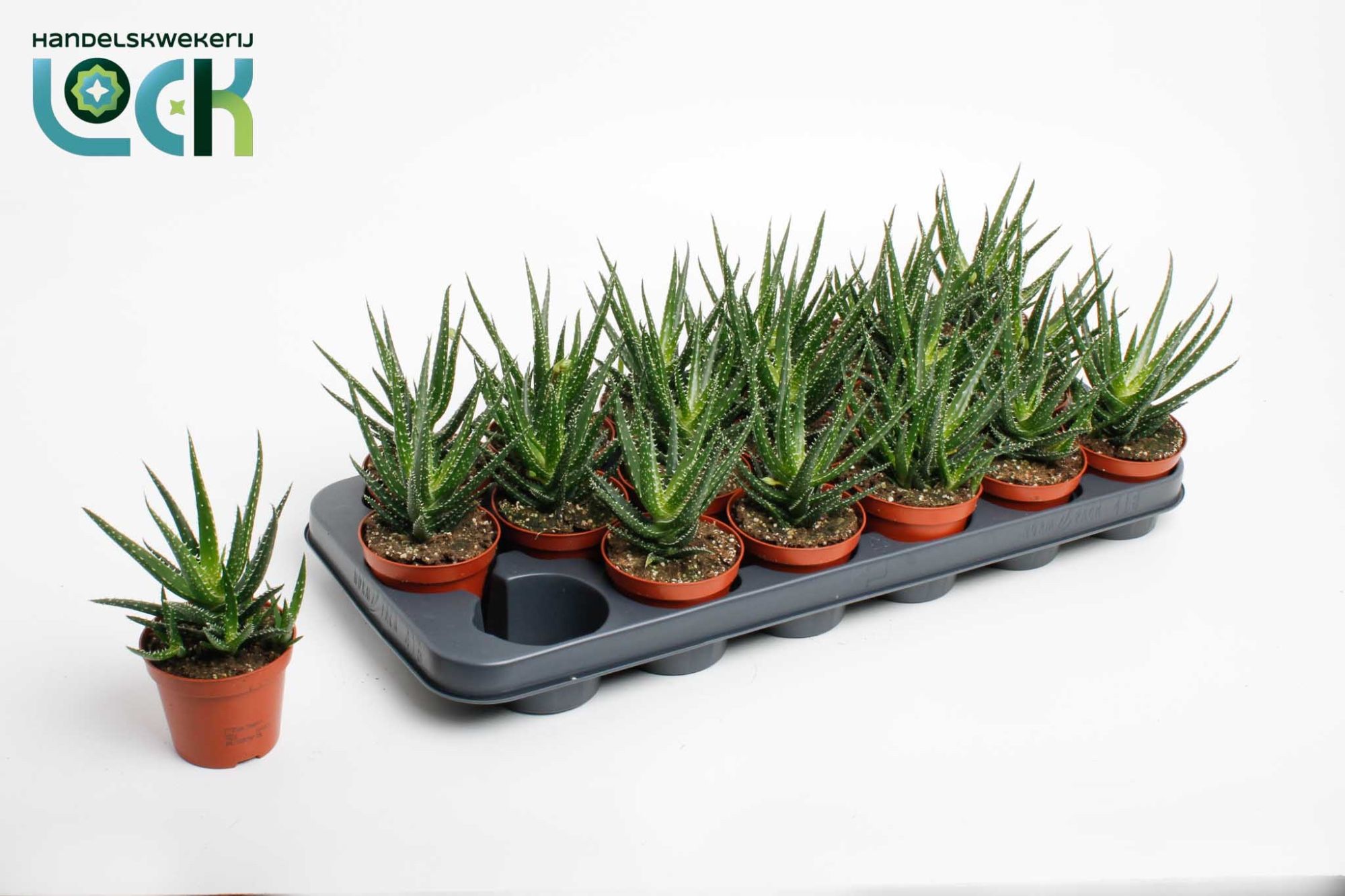 Горшечные цветы и растения оптом Aloe Jaco от 18шт (для телеги) из Голландии с доставкой по России