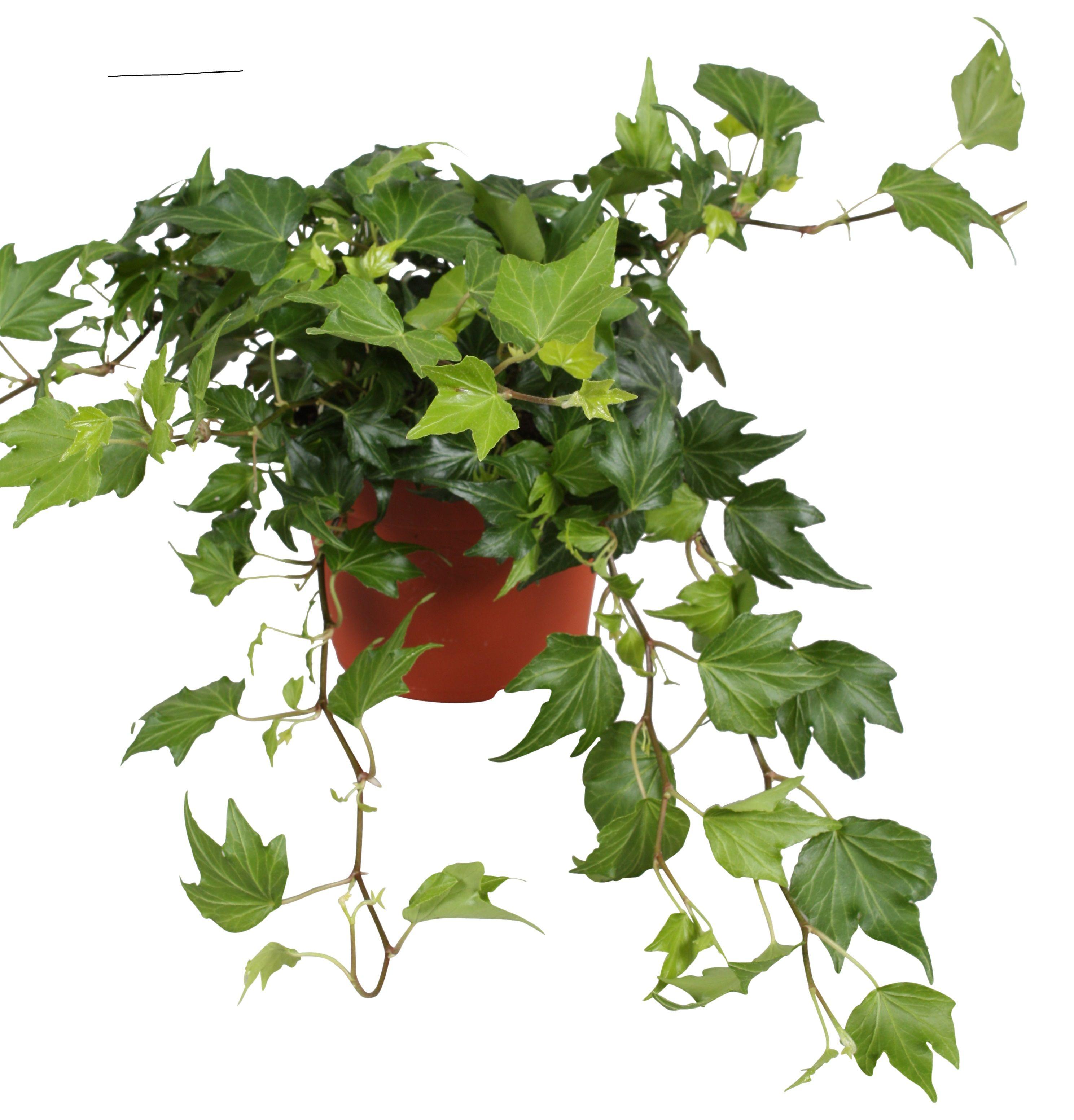 Горшечные цветы и растения оптом Hedera Green Ripple от 8шт из Голландии с доставкой по России