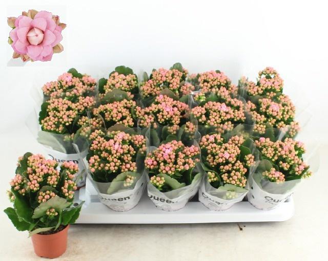 Горшечные цветы и растения оптом Kal Ge Mf Lillian от 15шт (для телеги) из Голландии с доставкой по России