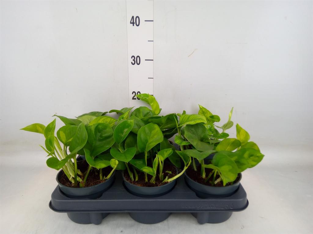 Горшечные цветы и растения оптом Epipremnum Global Green от 6шт из Голландии с доставкой по России