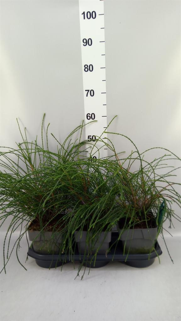 Горшечные цветы и растения оптом Thuja Plicata whipecord от 3шт из Голландии с доставкой по России