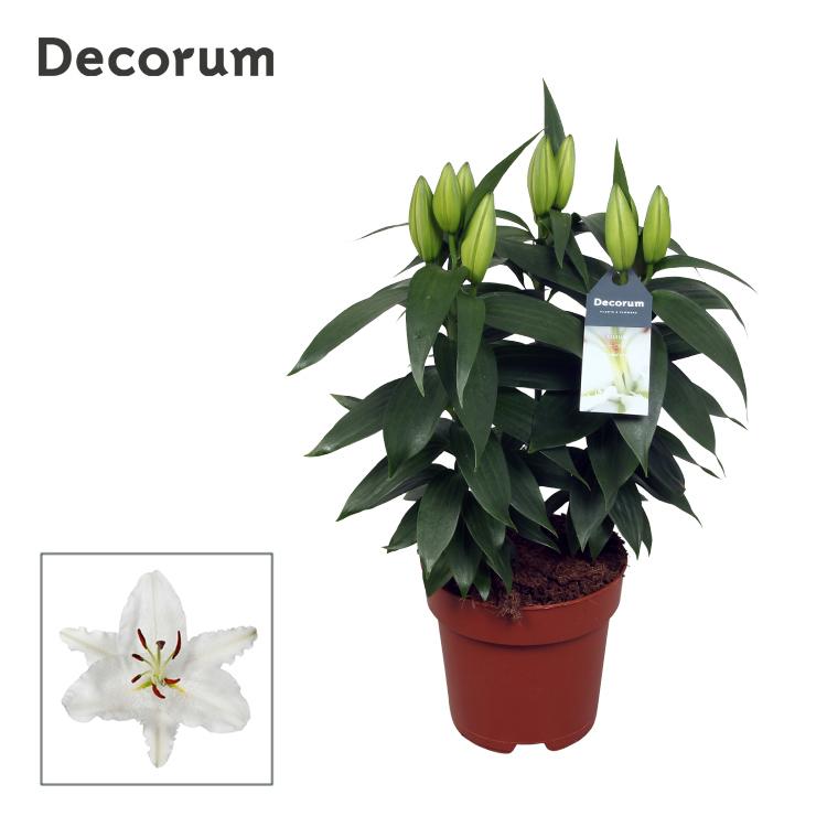 Горшечные цветы и растения оптом Lilium Or Oxygen 3pp (decorum) от 6шт из Голландии с доставкой по России
