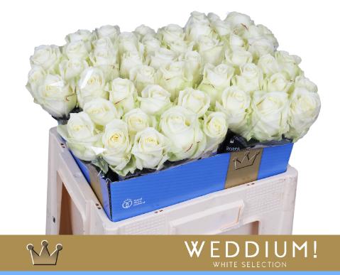 Срезанные цветы оптом Rosa large avalanche+ Bernhard Weddium от 40шт из Голландии с доставкой по России