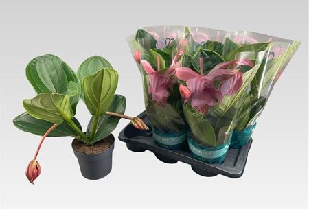 Горшечные цветы и растения оптом Medin Mag Flamenco 2 Flower от 6шт из Голландии с доставкой по России