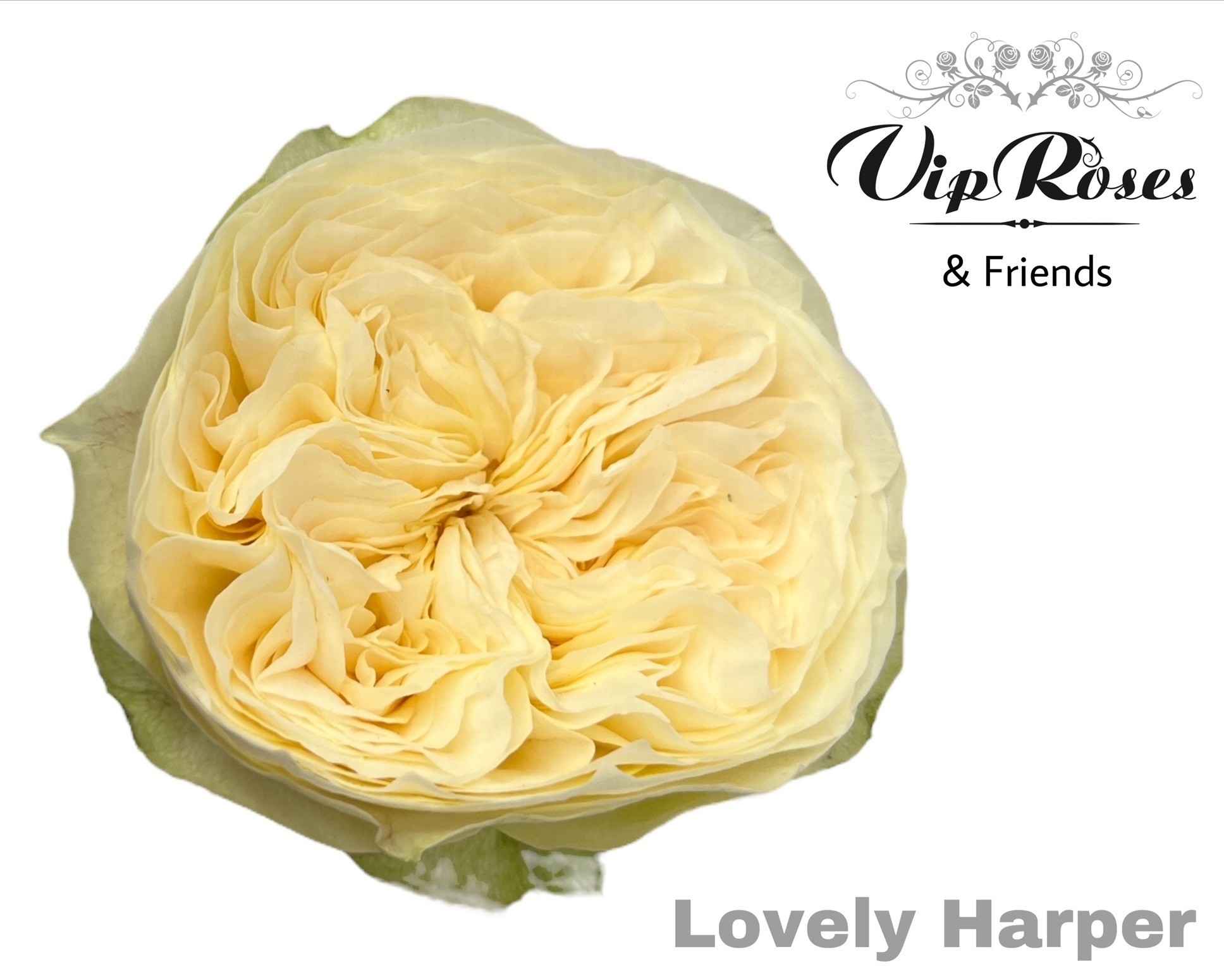 Срезанные цветы оптом Rosa la lovely harper! от 20шт из Голландии с доставкой по России