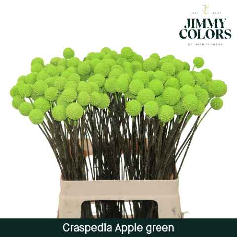 Срезанные цветы оптом Craspedia paint appelgreen от 50шт из Голландии с доставкой по России