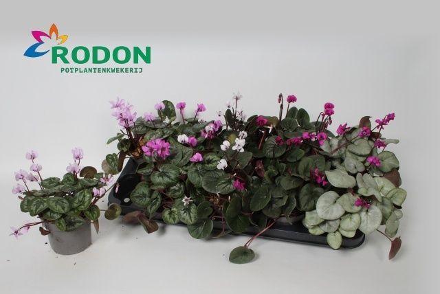 Горшечные цветы и растения оптом Cycl Coum от 10шт (для телеги) из Голландии с доставкой по России