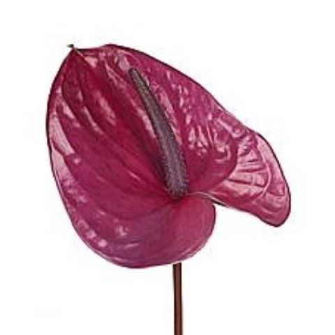 Срезанные цветы оптом Anthurium utah от 40шт из Голландии с доставкой по России