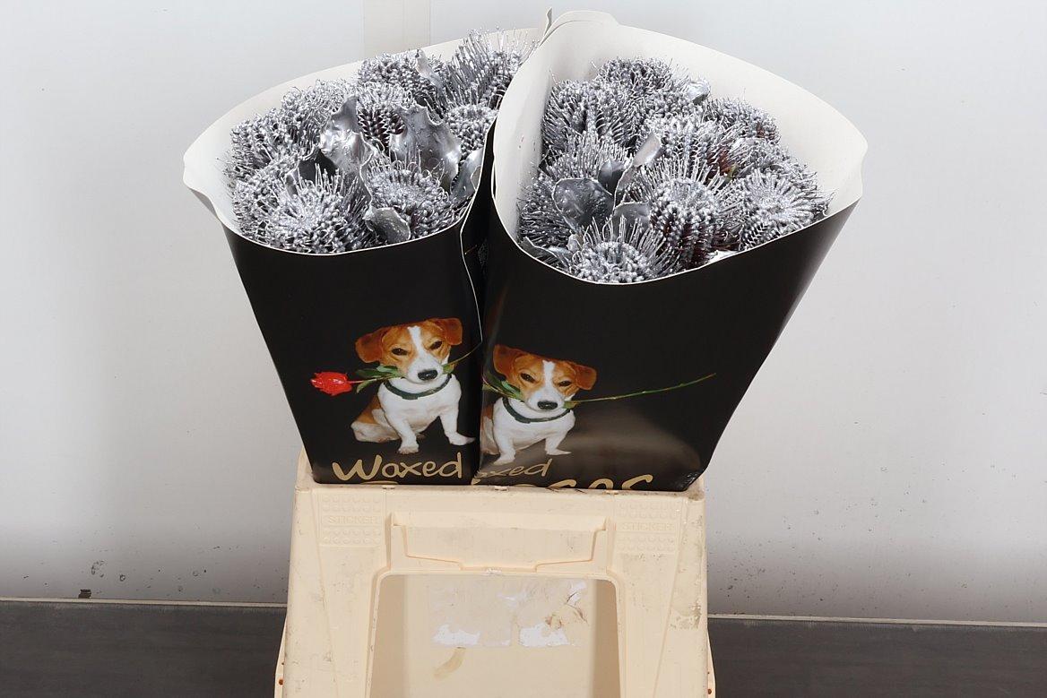 Срезанные цветы оптом Banksia wax silver от 20шт из Голландии с доставкой по России Срезанные цветы оптом Banksia wax silver от 20шт из Голландии с доставкой по России