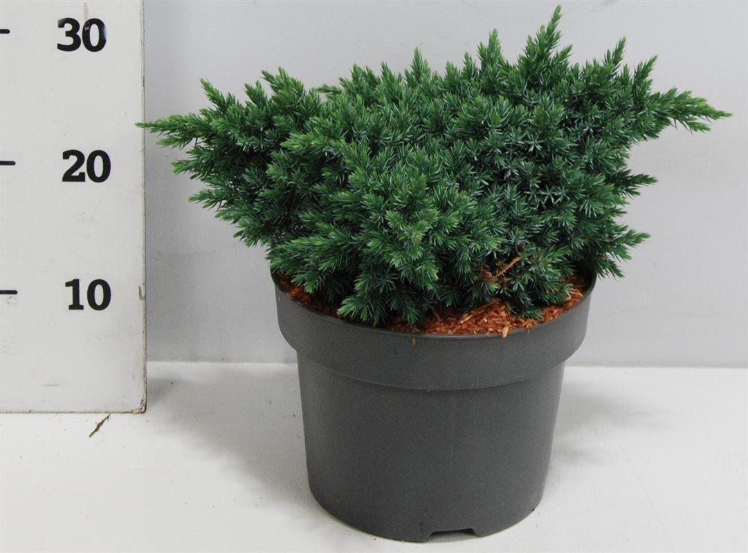 Горшечные цветы и растения оптом Juniperus Squa Blue Star от 1шт из Голландии с доставкой по России