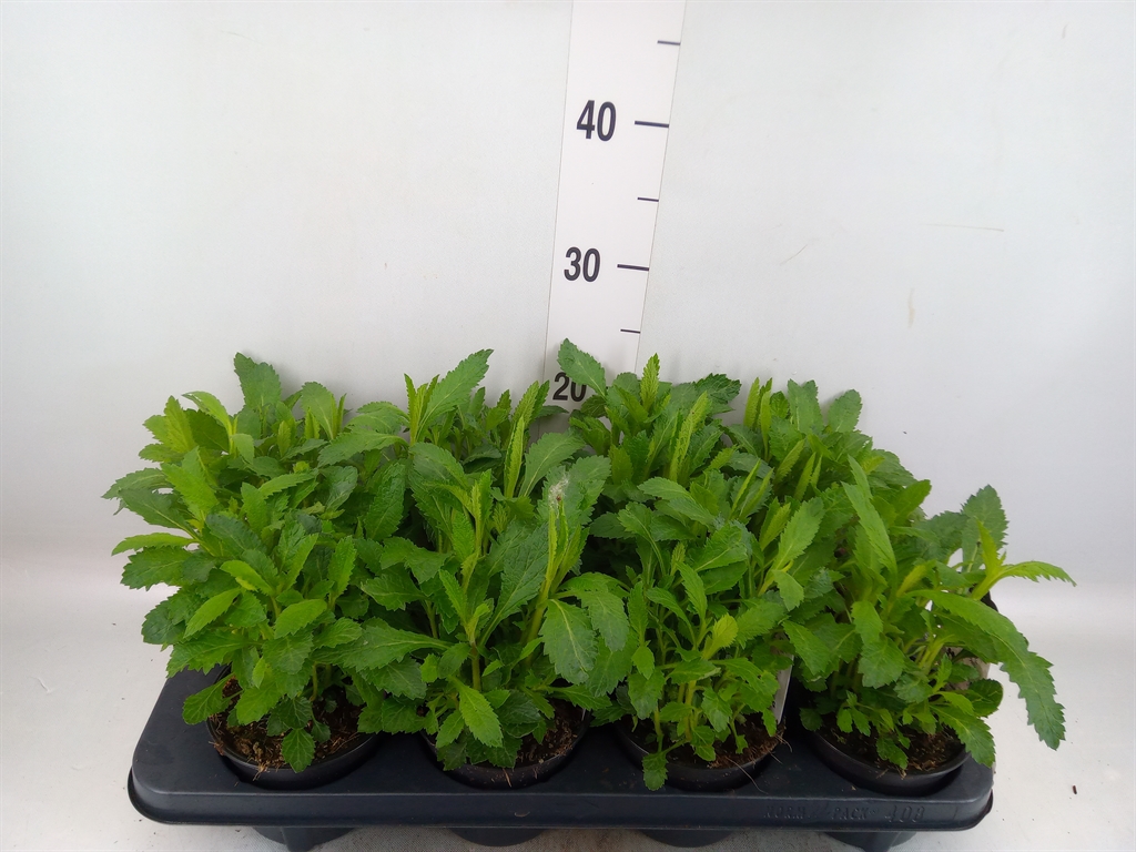 Горшечные цветы и растения оптом Verbena Bonariensis от 8шт из Голландии с доставкой по России